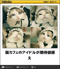 ウケた画像w：コメント3204