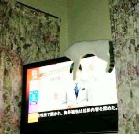 ウケた画像w：コメント3203