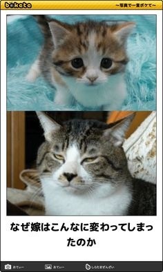 ウケた画像w：コメント3213