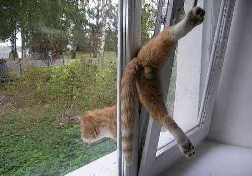 ウケた画像w：コメント2902