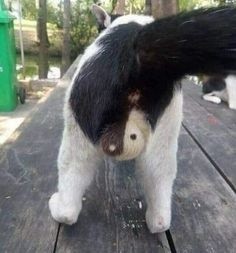 ウケた画像w：コメント2973