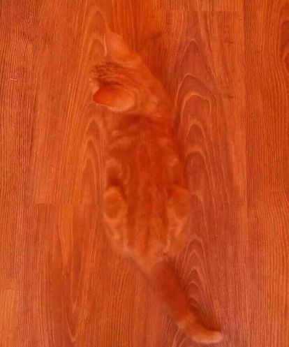 ウケた画像w：コメント3013