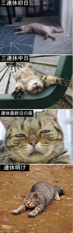 ウケた画像w：コメント3006