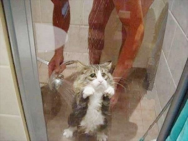 ウケた画像w：コメント3344