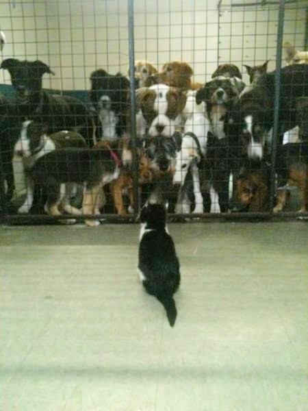 ウケた画像w：コメント3339