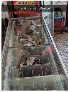 ウケた画像w：コメント3346