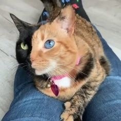 ウケた画像w：コメント3353