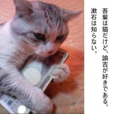 ウケた画像w：コメント3359