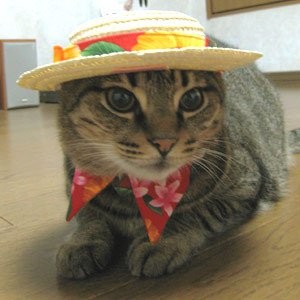 ウケた画像w：コメント3235