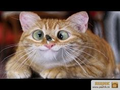 ウケた画像w：コメント3414