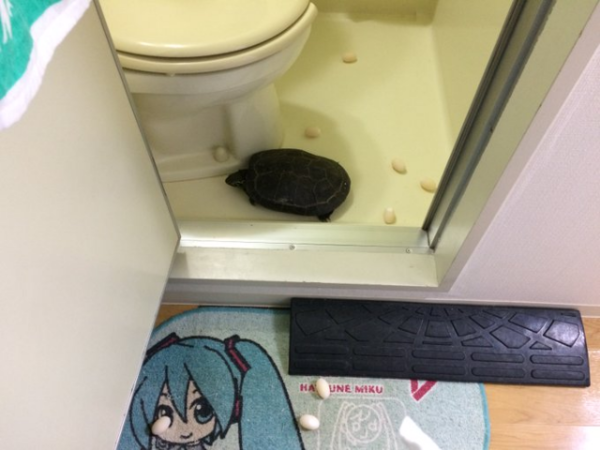 ウケた画像w：コメント3416