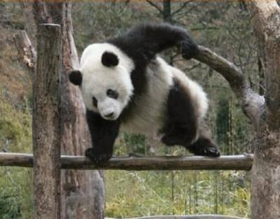 ウケた画像w：コメント3419