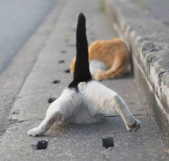 ウケた画像w：コメント3277