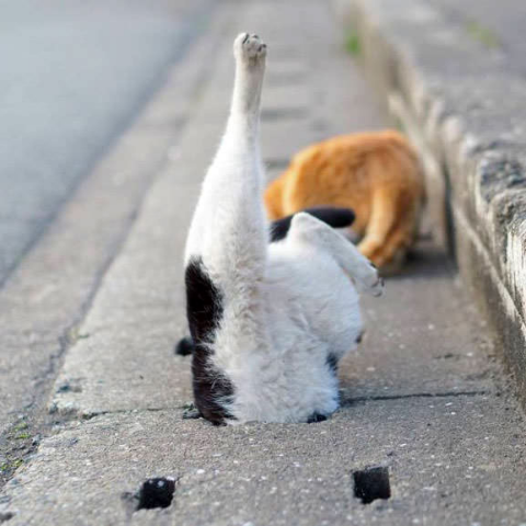 ウケた画像w：コメント3276