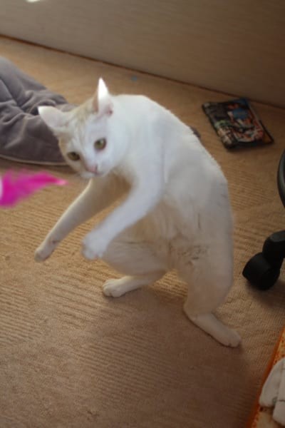 ウケた画像w：コメント3283