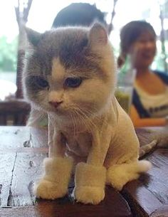 ウケた画像w：コメント3290