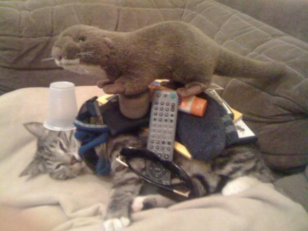 ウケた画像w：コメント3297