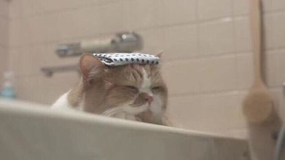 ウケた画像w：コメント3306