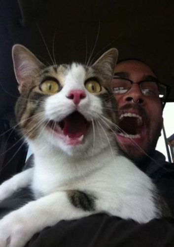 ウケた画像w：コメント3318