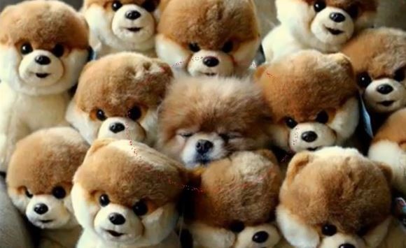 ウケた画像w：コメント3460