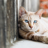 オーストラリア政府、毒入りソーセージを飛行機から撒き、野良猫200万匹を駆除へ