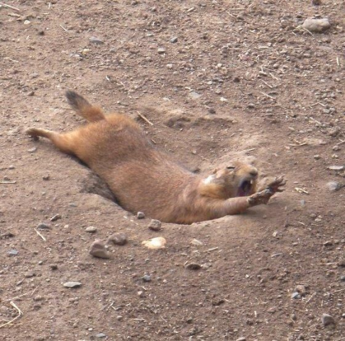 ウケた画像w：コメント3704