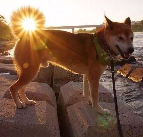 ウケた画像w：コメント3711