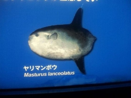 ウケた画像w：コメント3719