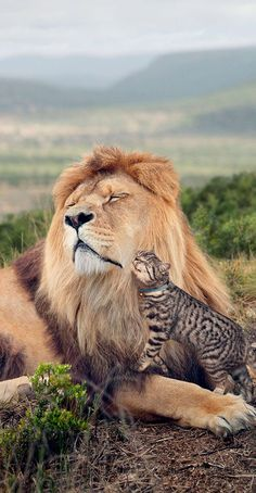 ウケた画像w：コメント3732