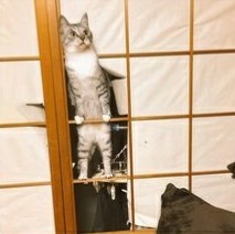 ウケた画像w：コメント3762