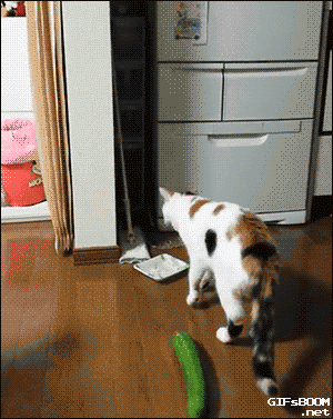 ウケた画像w：コメント3803