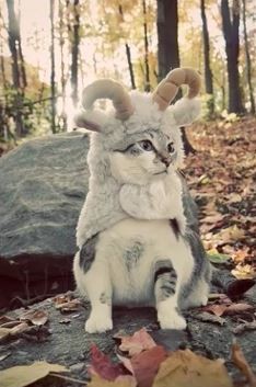 ウケた画像w：コメント3510