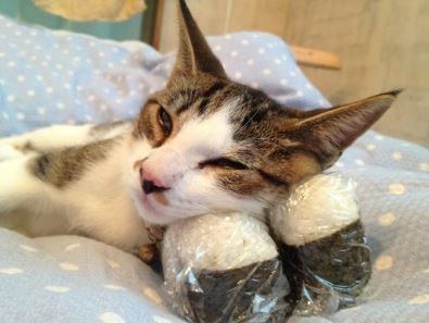 ウケた画像w：コメント3552