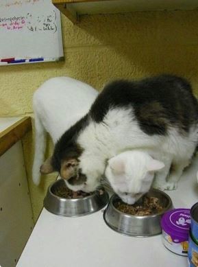 ウケた画像w：コメント3558