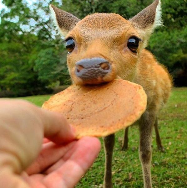 【話題】ついに奈良公園の鹿が鹿せんべいに飽きた…鹿せんべいを完全にスルー：コメント5