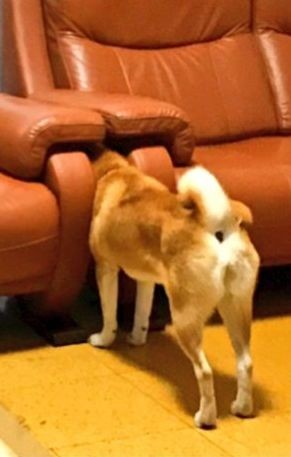 ウケた画像w：コメント4059