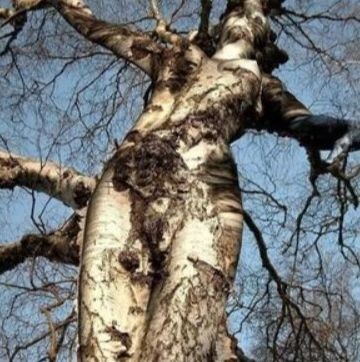 ウケた画像w：コメント4188