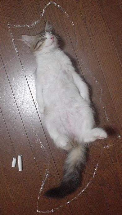 ウケた画像w：コメント4212