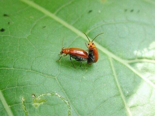 ウケた画像w：コメント4342