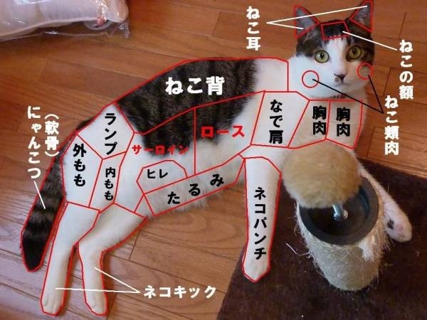 ウケた画像w：コメント4344