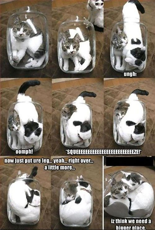 ウケた画像w：コメント4350