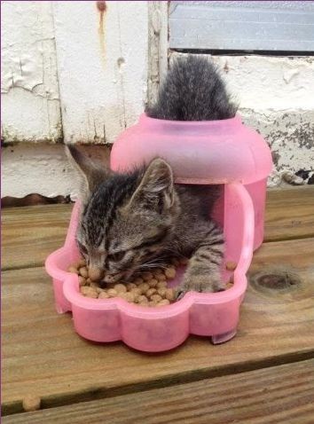 ウケた画像w：コメント3982