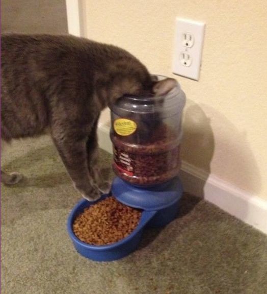 ウケた画像w：コメント3981