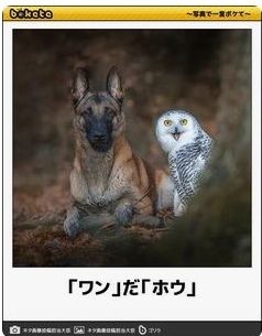 ウケた画像w：コメント3957