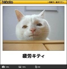 ウケた画像w：コメント4474