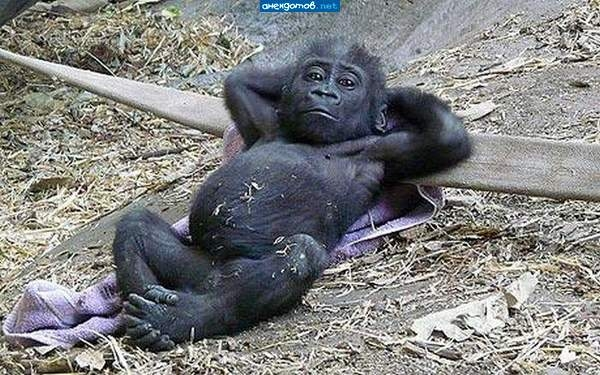 ウケた画像w：コメント4528