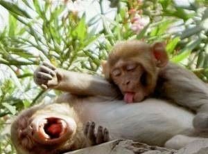 ウケた画像w：コメント4442