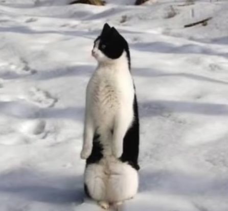 ウケた画像w：コメント4416