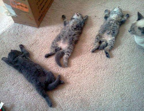 ウケた画像w：コメント4448