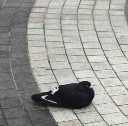 ウケた画像w：コメント4434